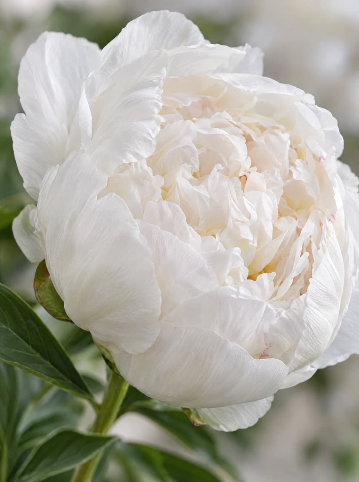 White Peony Bouquet, close detail of the blooms